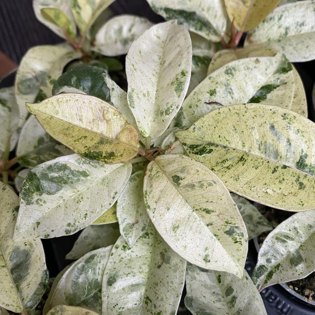 Ficus Shivereana Moonshine - View 12 from www redcrocus com