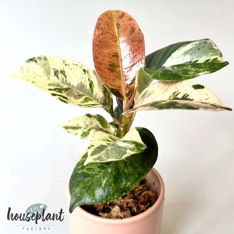 Ficus Shivereana Moonshine - View 14 from www redcrocus com