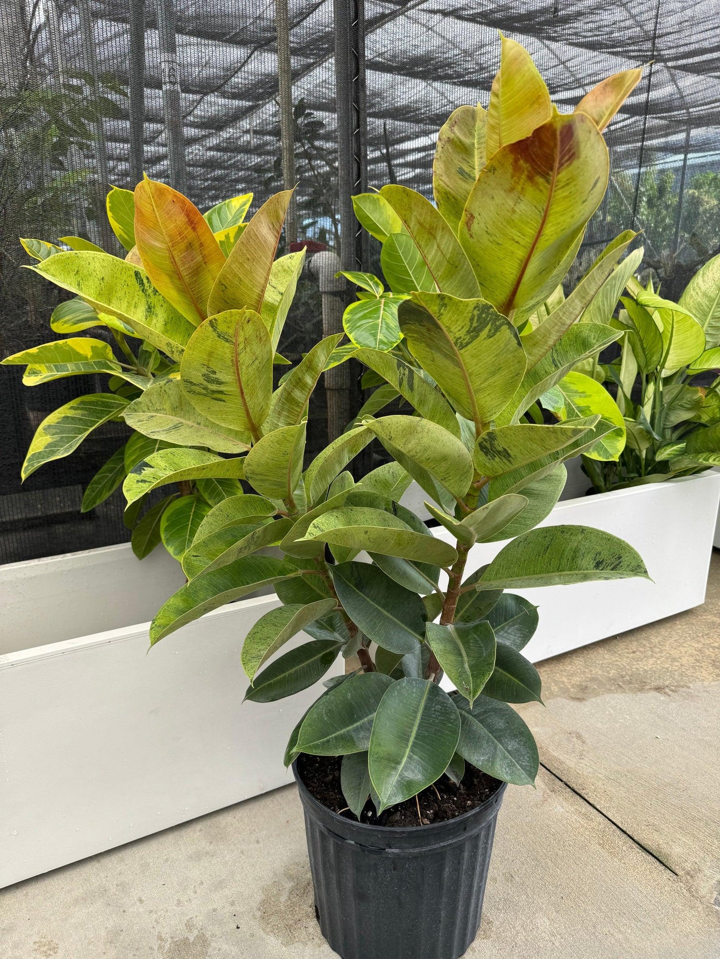 Ficus Shivereana Moonshine - View 14 from www redcrocus com