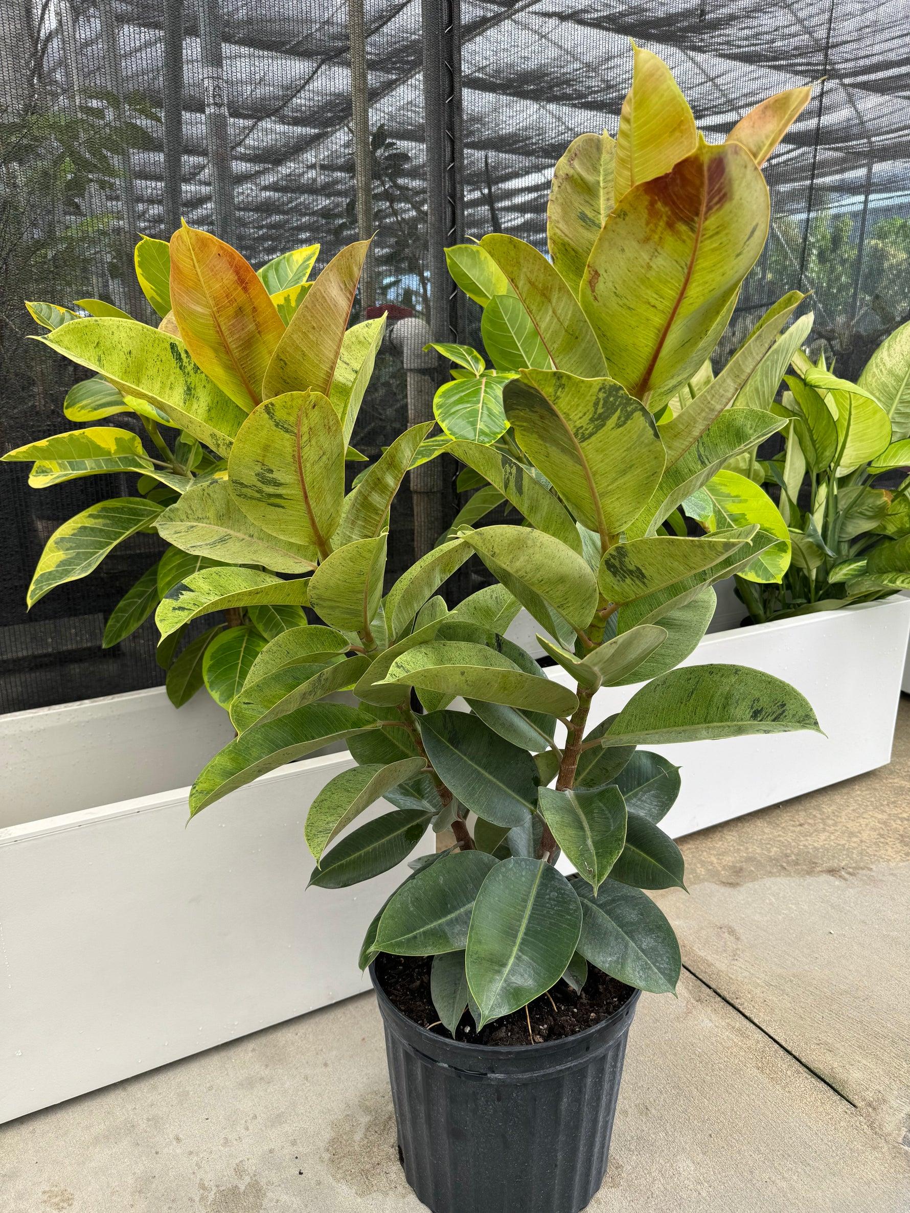 Ficus Shivereana Moonshine - View 14 from www redcrocus com