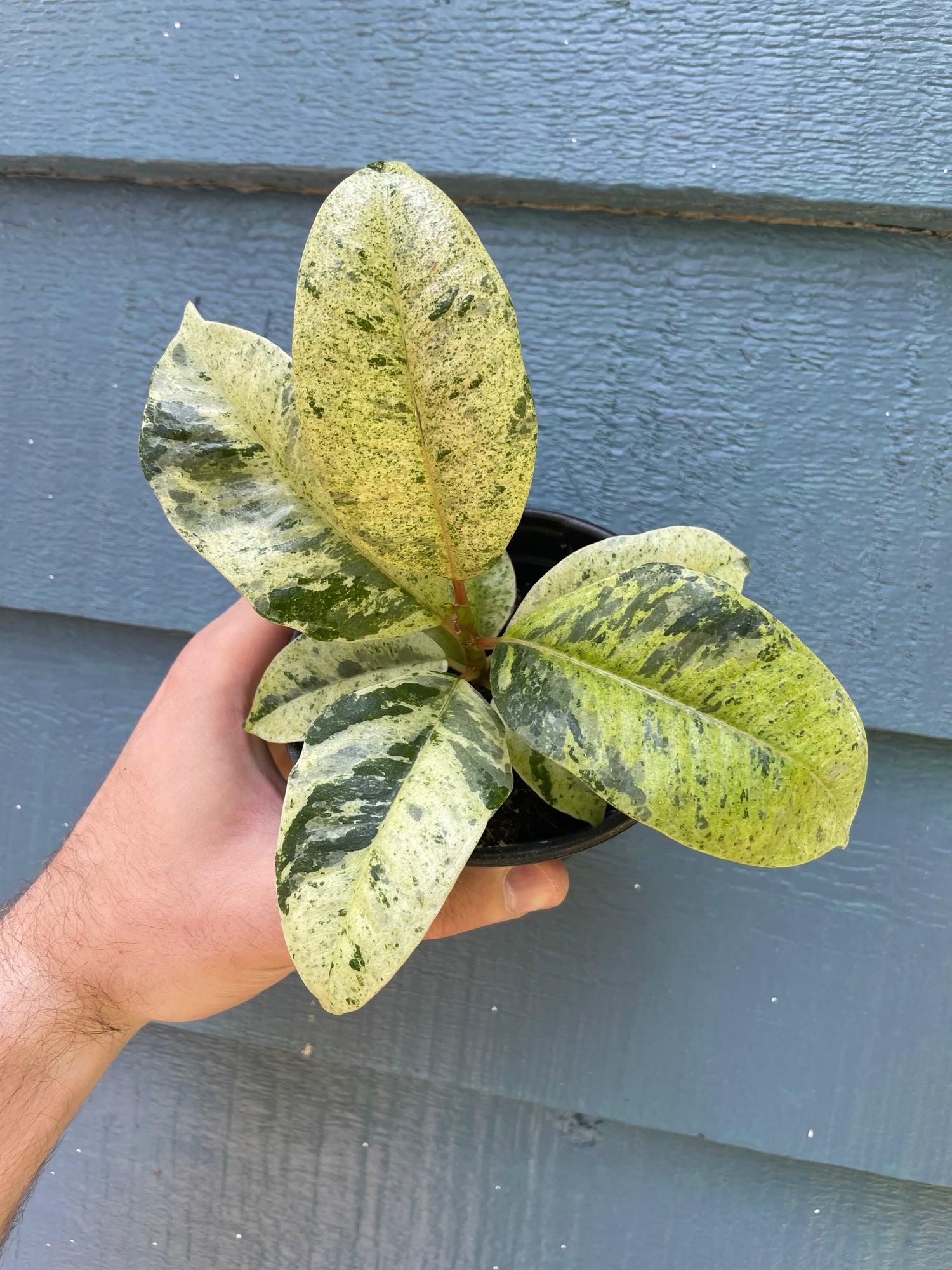 Ficus Shivereana Moonshine - View 16 from www redcrocus com