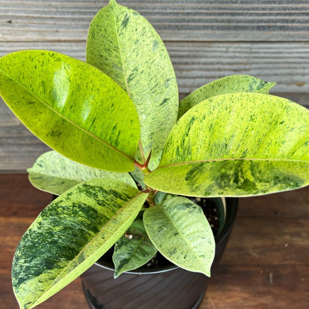 Ficus Shivereana Moonshine - View 17 from www redcrocus com