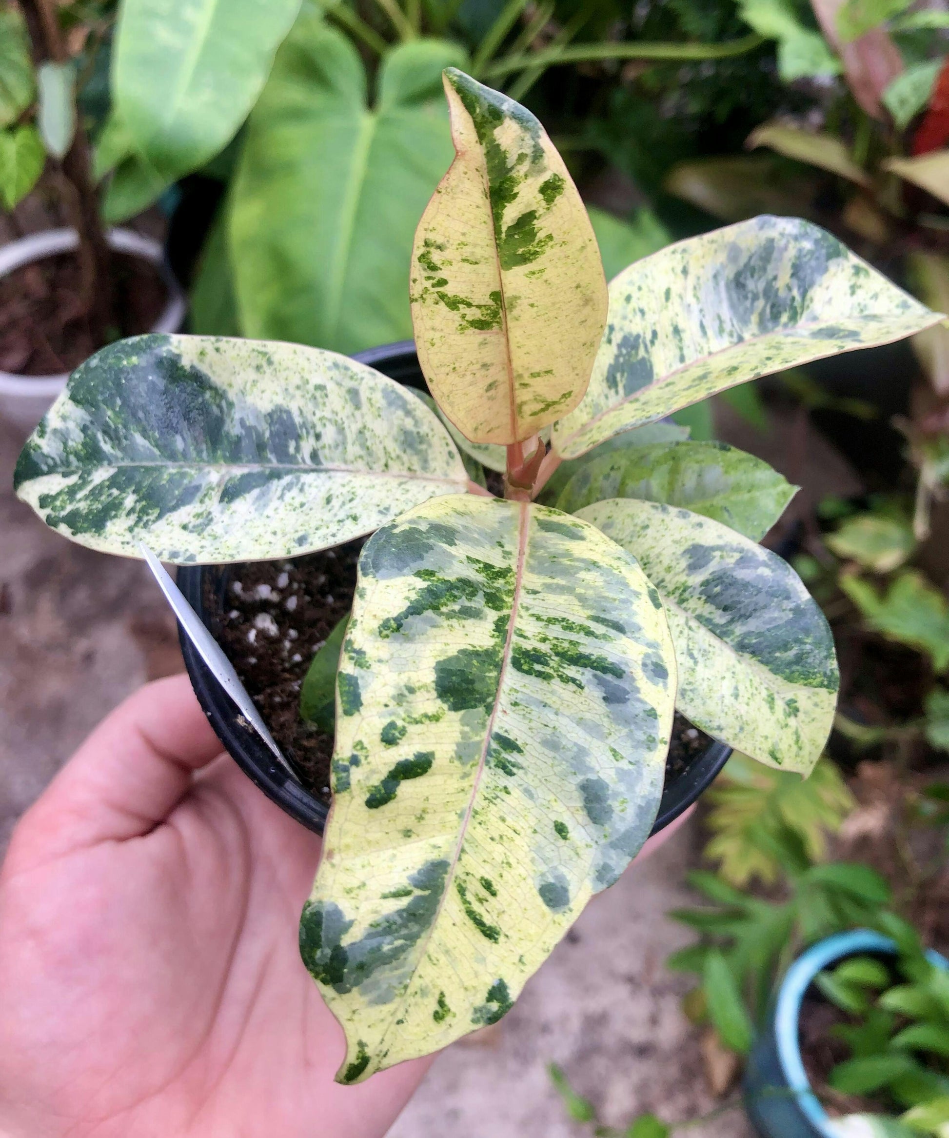 Ficus Shivereana Moonshine - View 19 from www redcrocus com