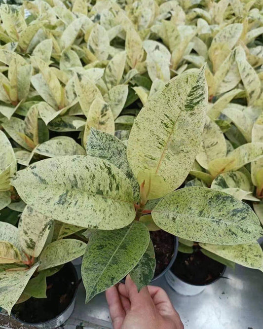 Ficus Shivereana Moonshine - View 1 from www redcrocus com
