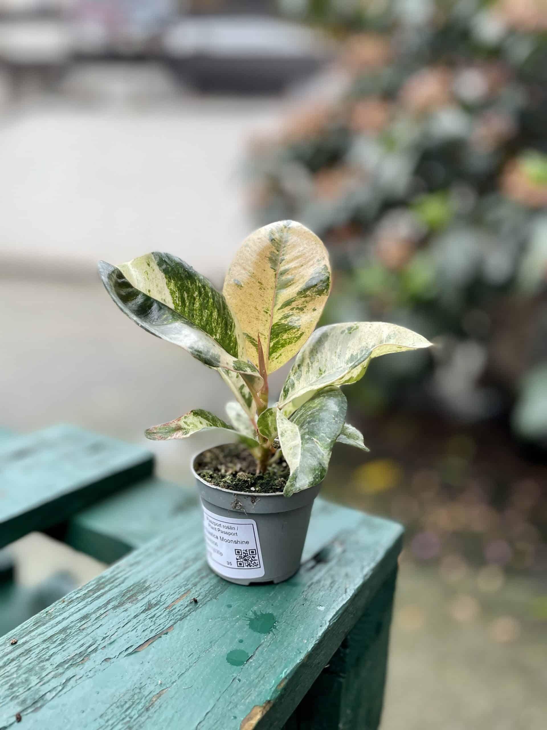 Ficus Shivereana Moonshine - View 20 from www redcrocus com