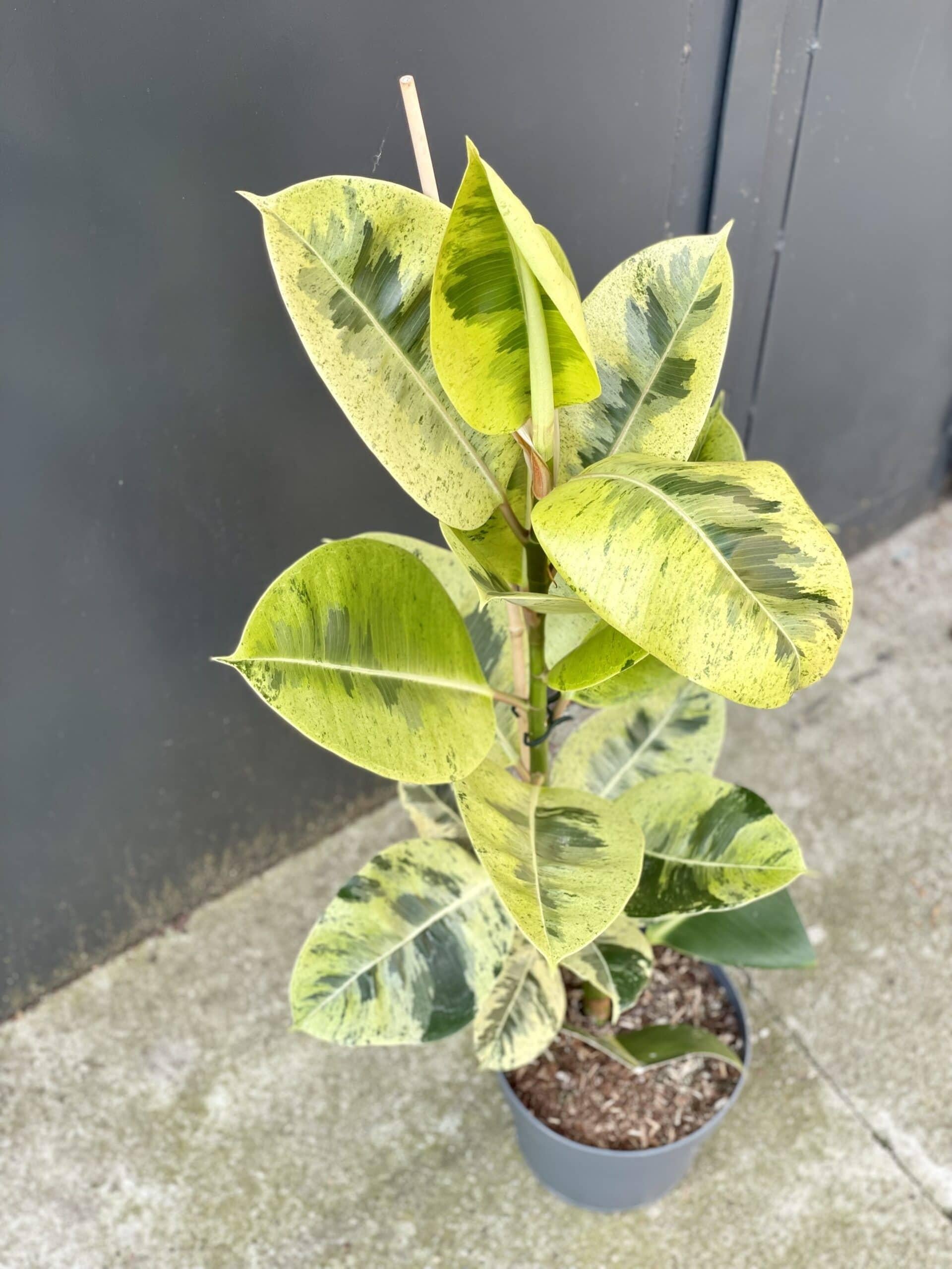 Ficus Shivereana Moonshine - View 3 from www redcrocus com