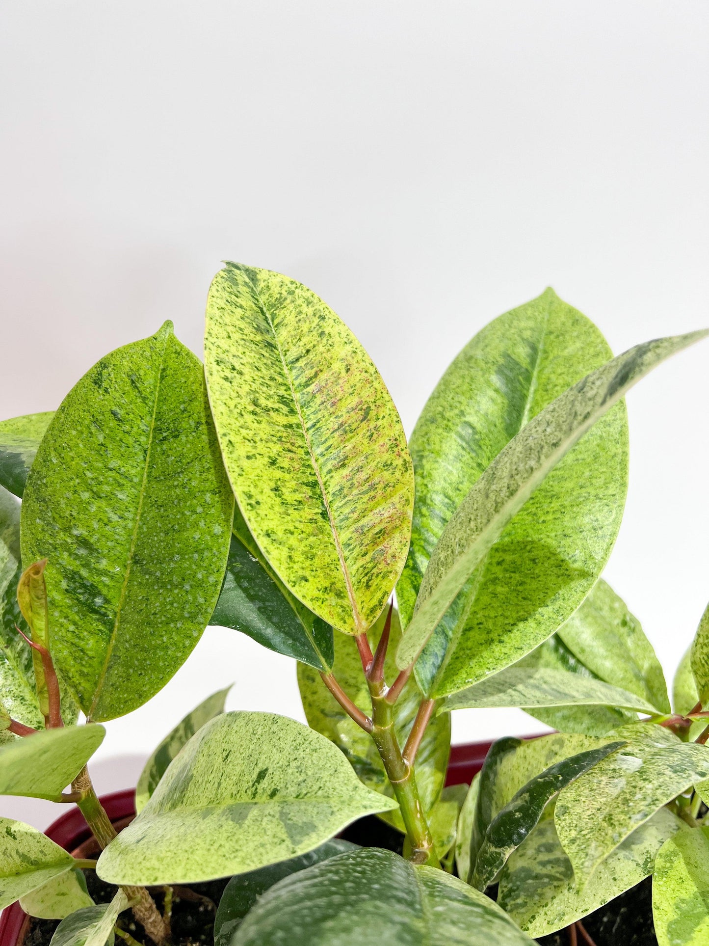 Ficus Shivereana Moonshine - View 5 from www redcrocus com