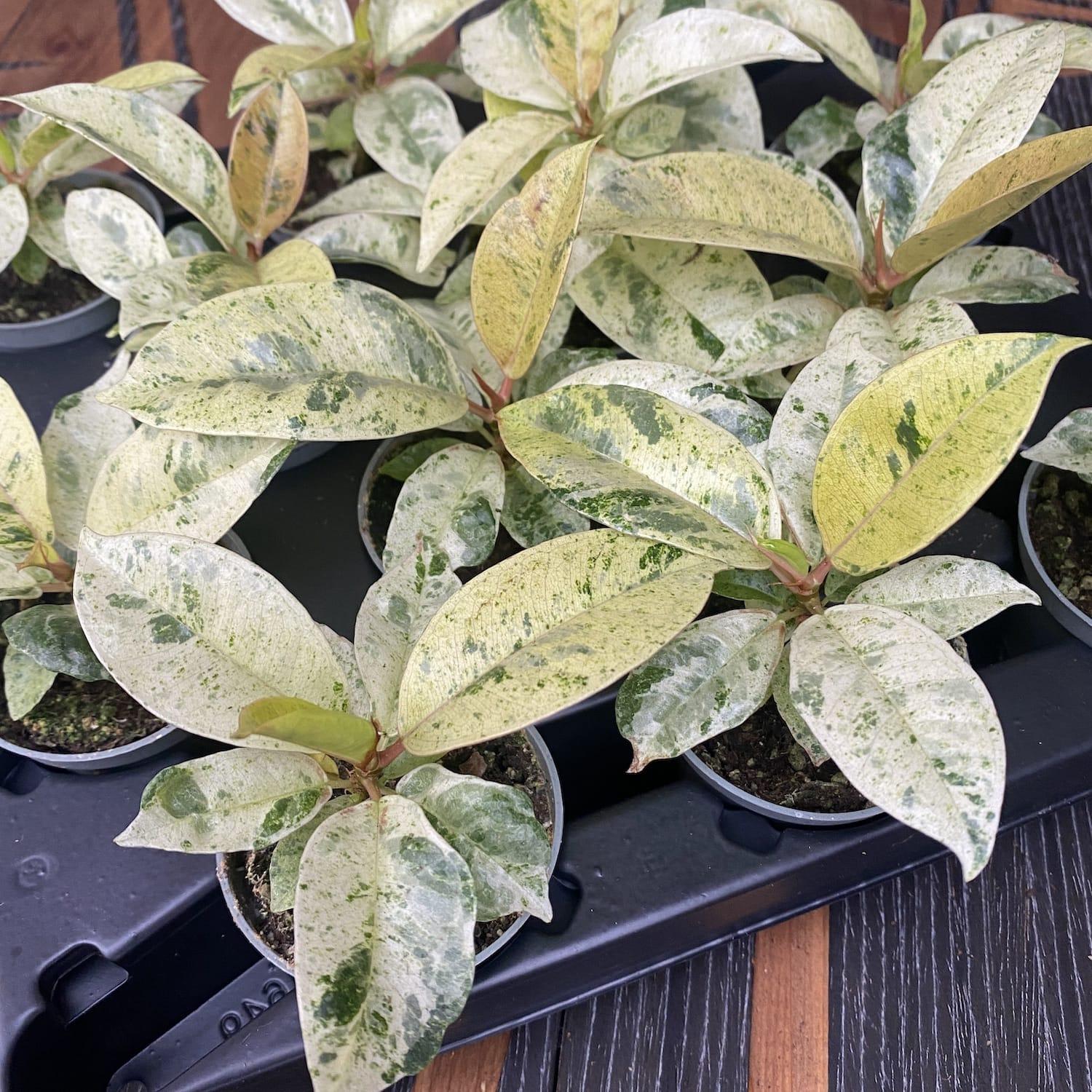 Ficus Shivereana Moonshine - View 7 from www redcrocus com
