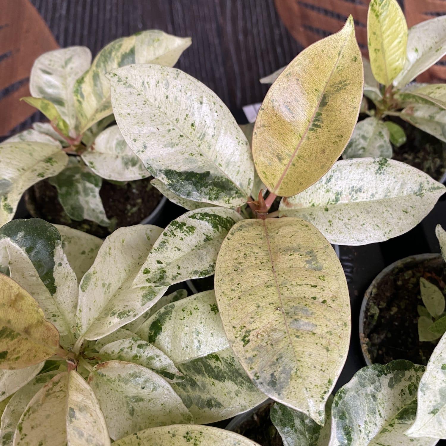 Ficus Shivereana Moonshine - View 8 from www redcrocus com