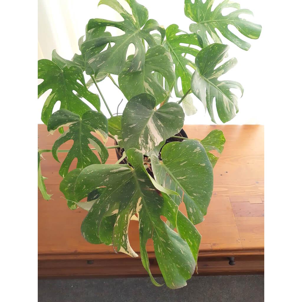 Monstera Deliciosa Thai Constellation - View 13 from www redcrocus com