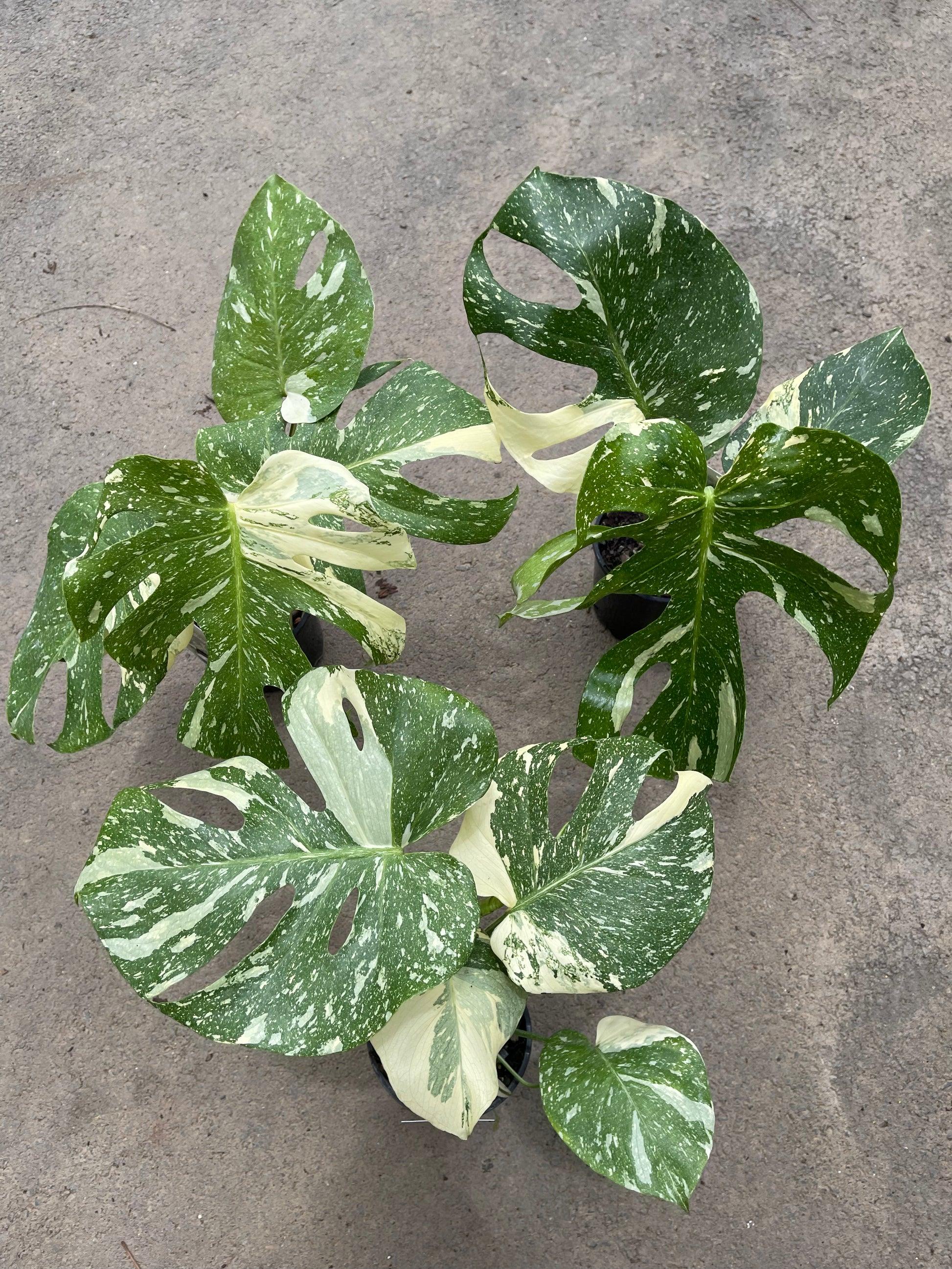 Monstera Deliciosa Thai Constellation - View 18 from www redcrocus com