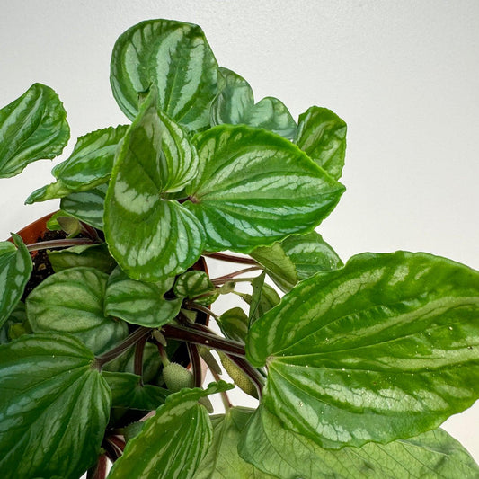 Peperomia Ecuador - View 10 from www redcrocus com