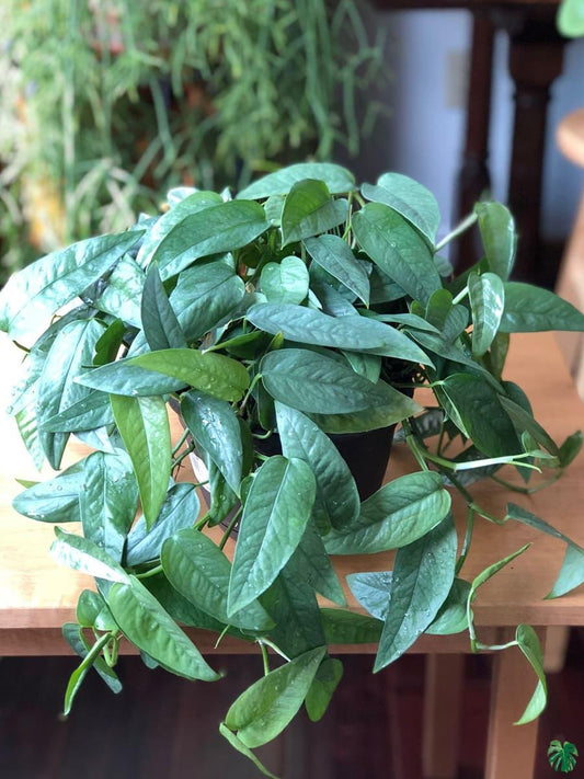 Pothos Epipremnum Cebu Blue - View 1 from www redcrocus com