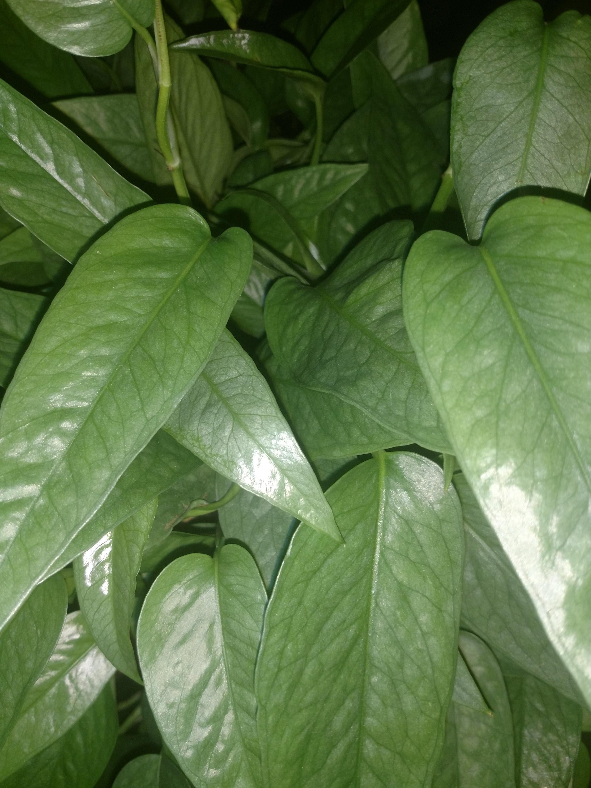 Pothos Epipremnum Cebu Blue - View 2 from www redcrocus com