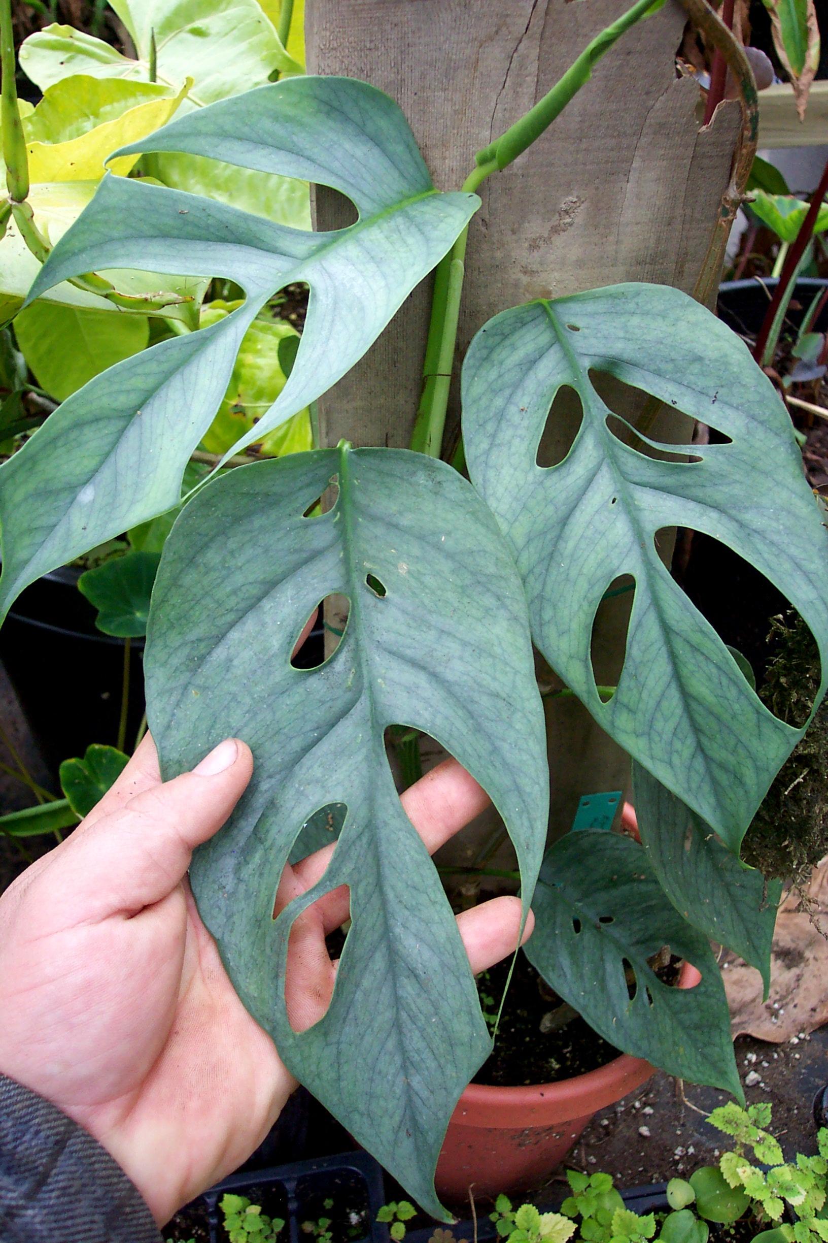 Pothos Epipremnum Cebu Blue - View 4 from www redcrocus com