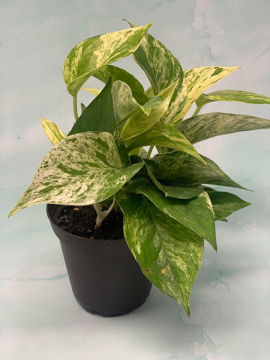 Pothos Epipremnum Aureum Marble Queen - View 12 from www redcrocus com