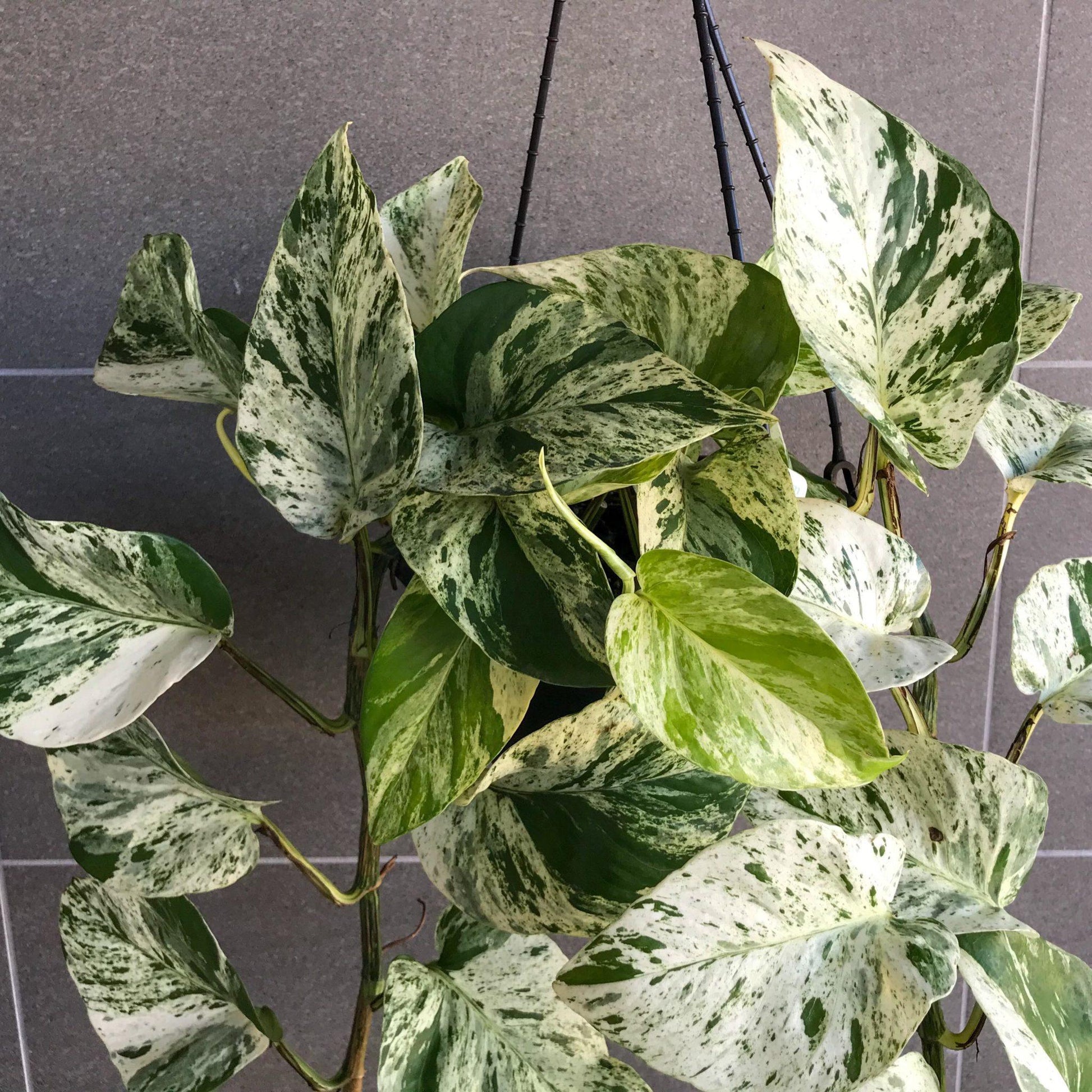 Pothos Epipremnum Aureum Marble Queen - View 16 from www redcrocus com