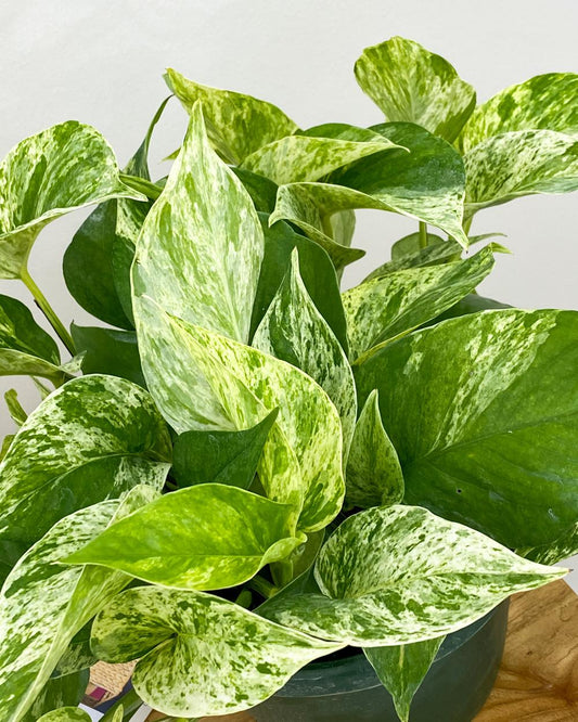 Pothos Epipremnum Aureum Marble Queen - View 1 from www redcrocus com