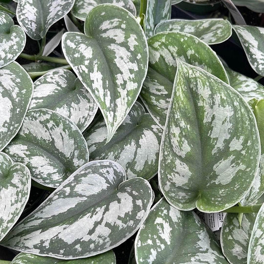 Scindapsus Silver Satin - View 11 from www redcrocus com
