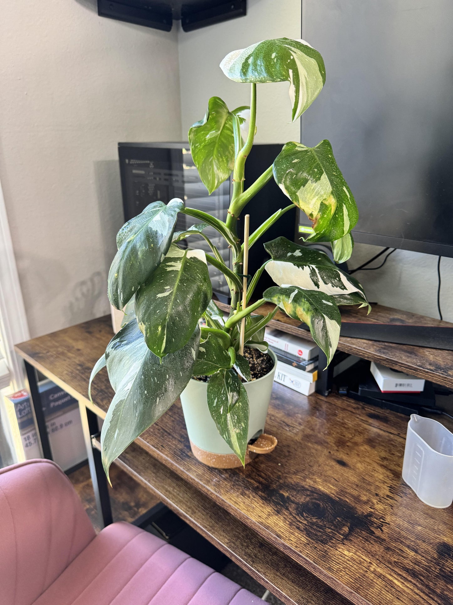 Philodendron 'white Princess' - View 13 from www redcrocus com