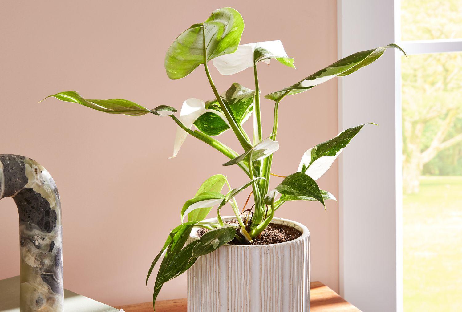 Philodendron 'white Princess' - View 14 from www redcrocus com