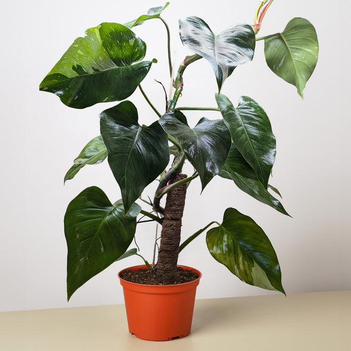 Philodendron 'white Princess' - View 15 from www redcrocus com