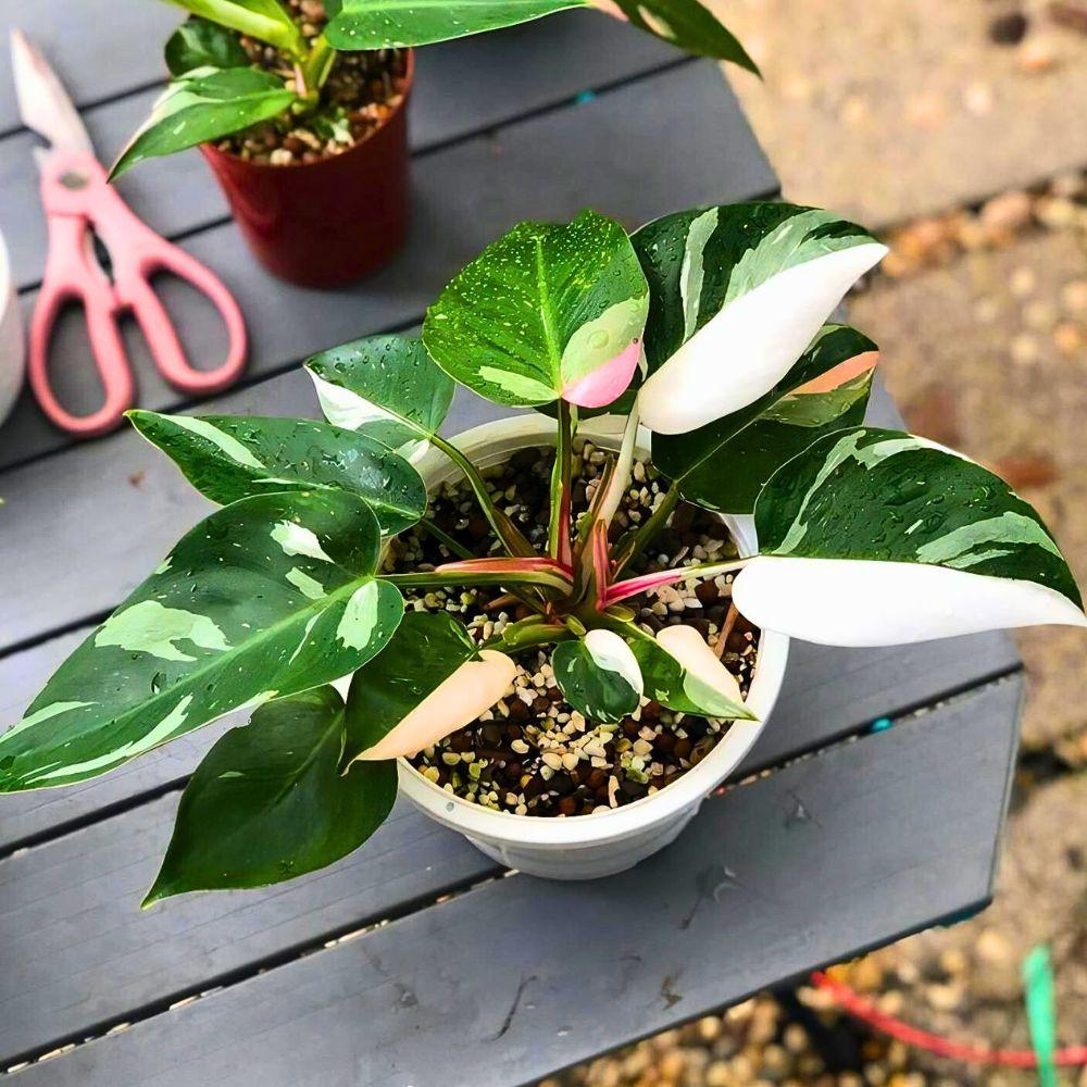 Philodendron 'white Princess' - View 18 from www redcrocus com