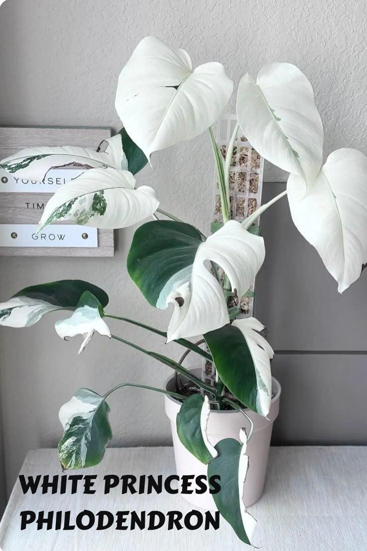 Philodendron 'white Princess' - View 19 from www redcrocus com