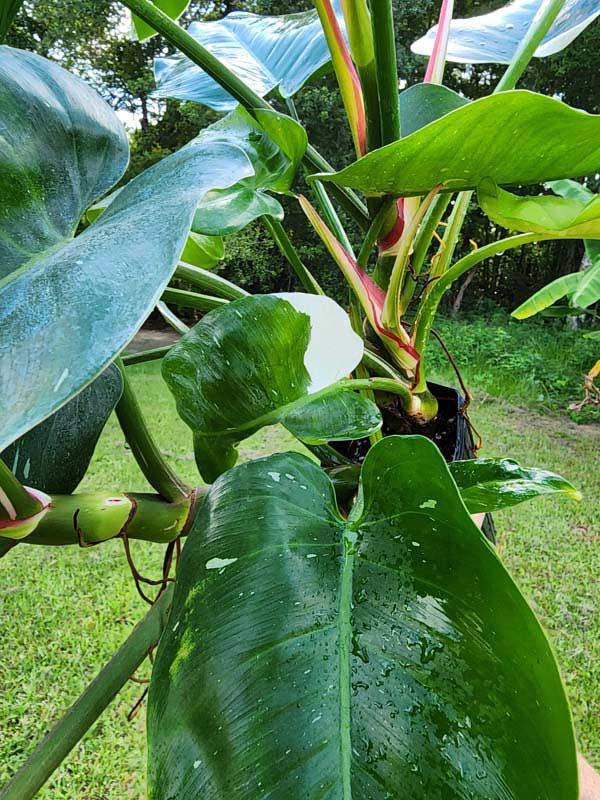 Philodendron 'white Princess' - View 20 from www redcrocus com