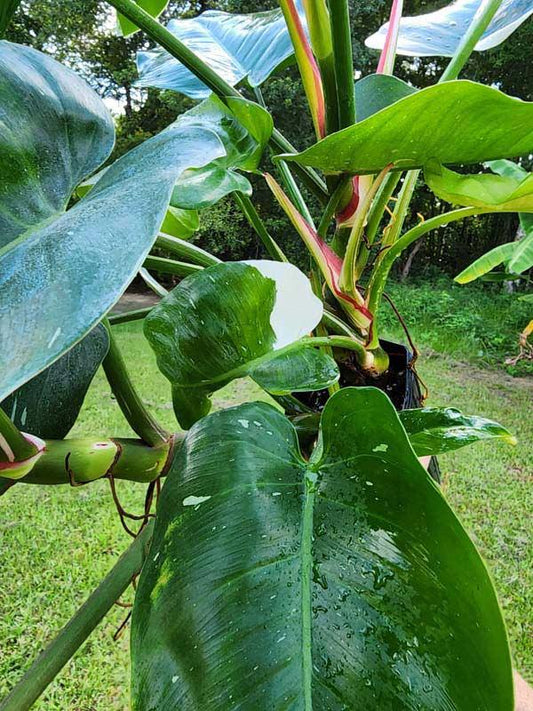 Philodendron 'white Princess' - View 20 from www redcrocus com