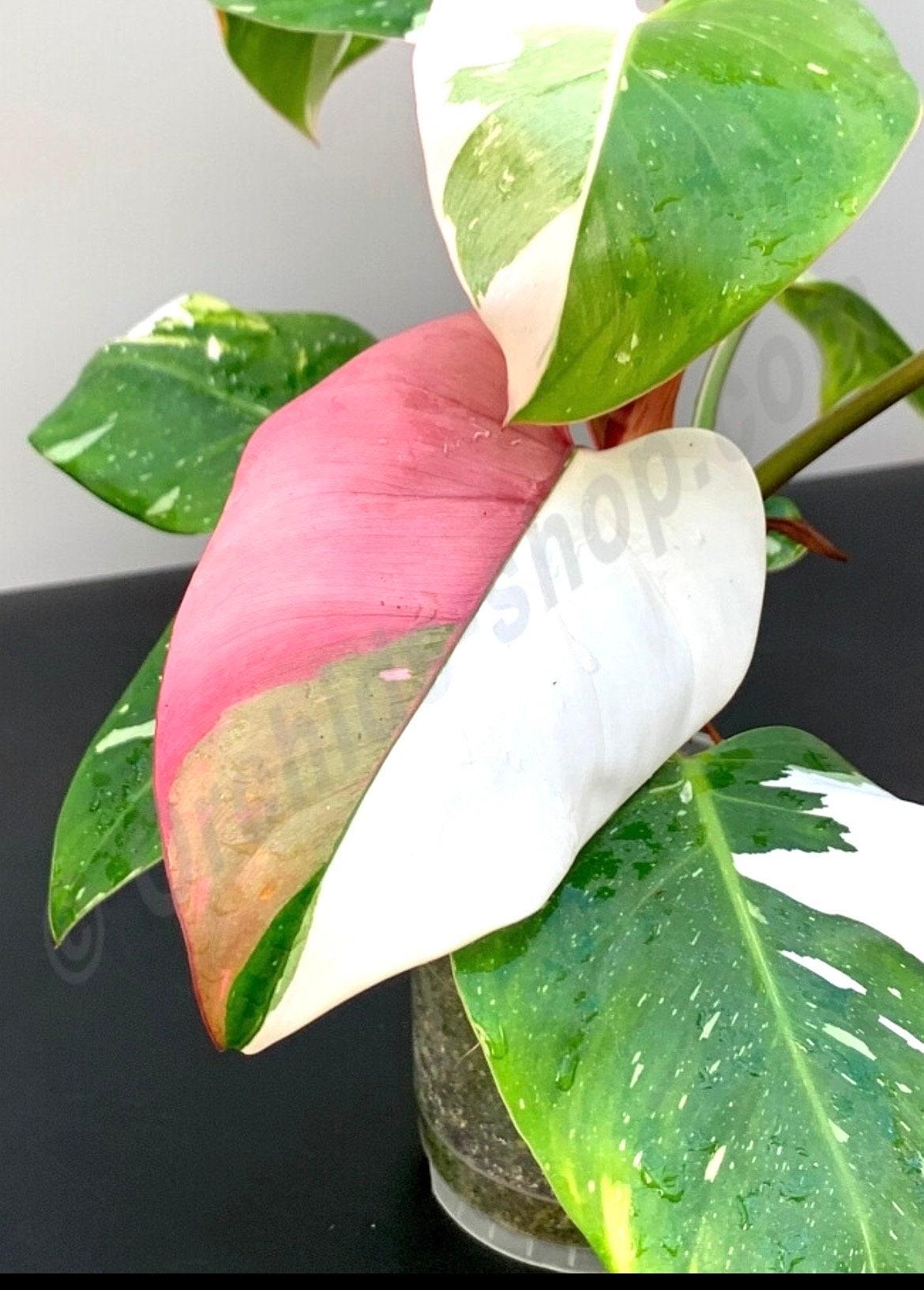 Philodendron 'white Princess' - View 21 from www redcrocus com