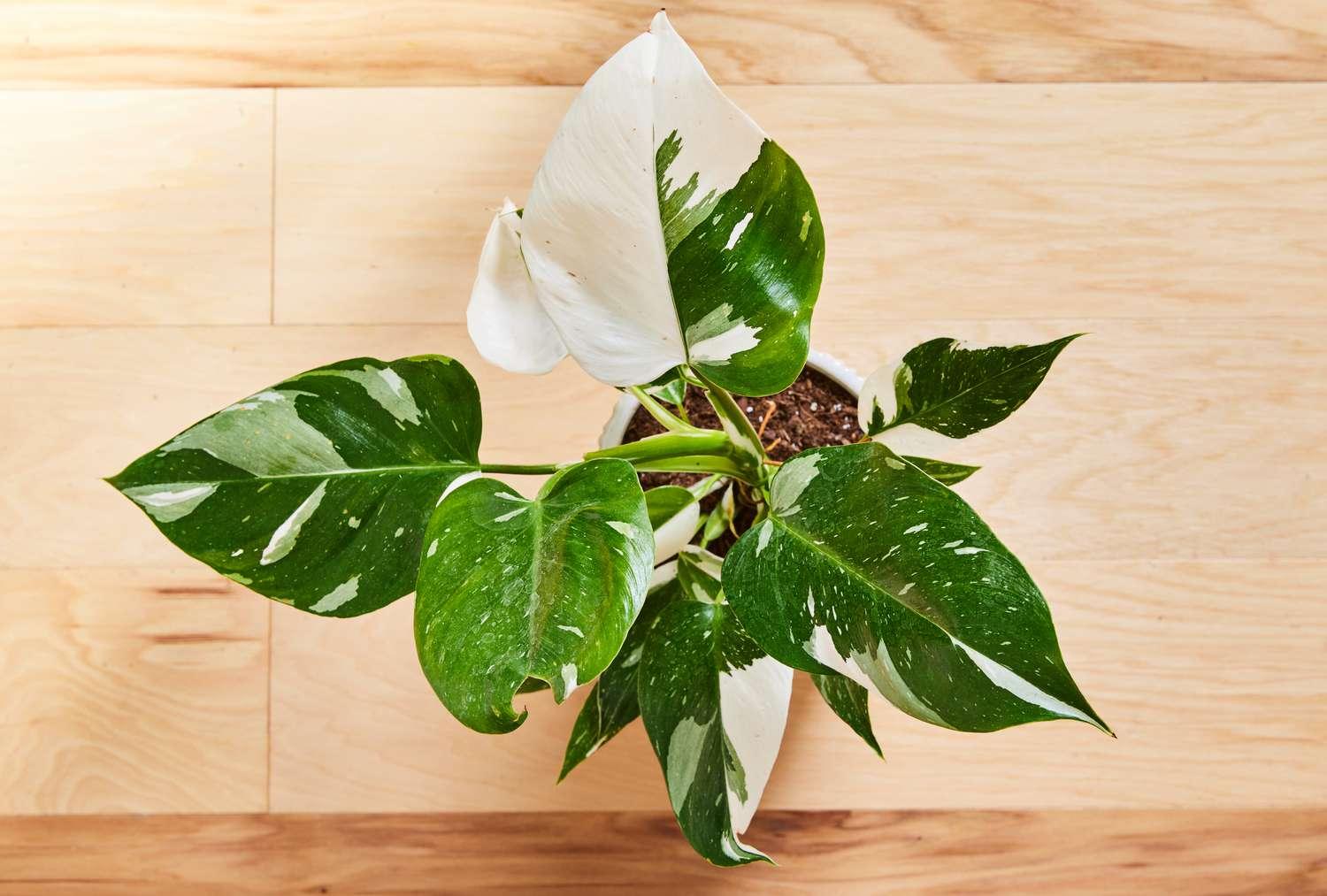 Philodendron 'white Princess' - View 22 from www redcrocus com