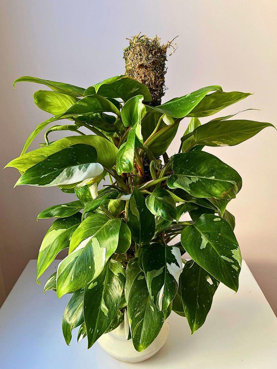 Philodendron 'white Princess' - View 23 from www redcrocus com