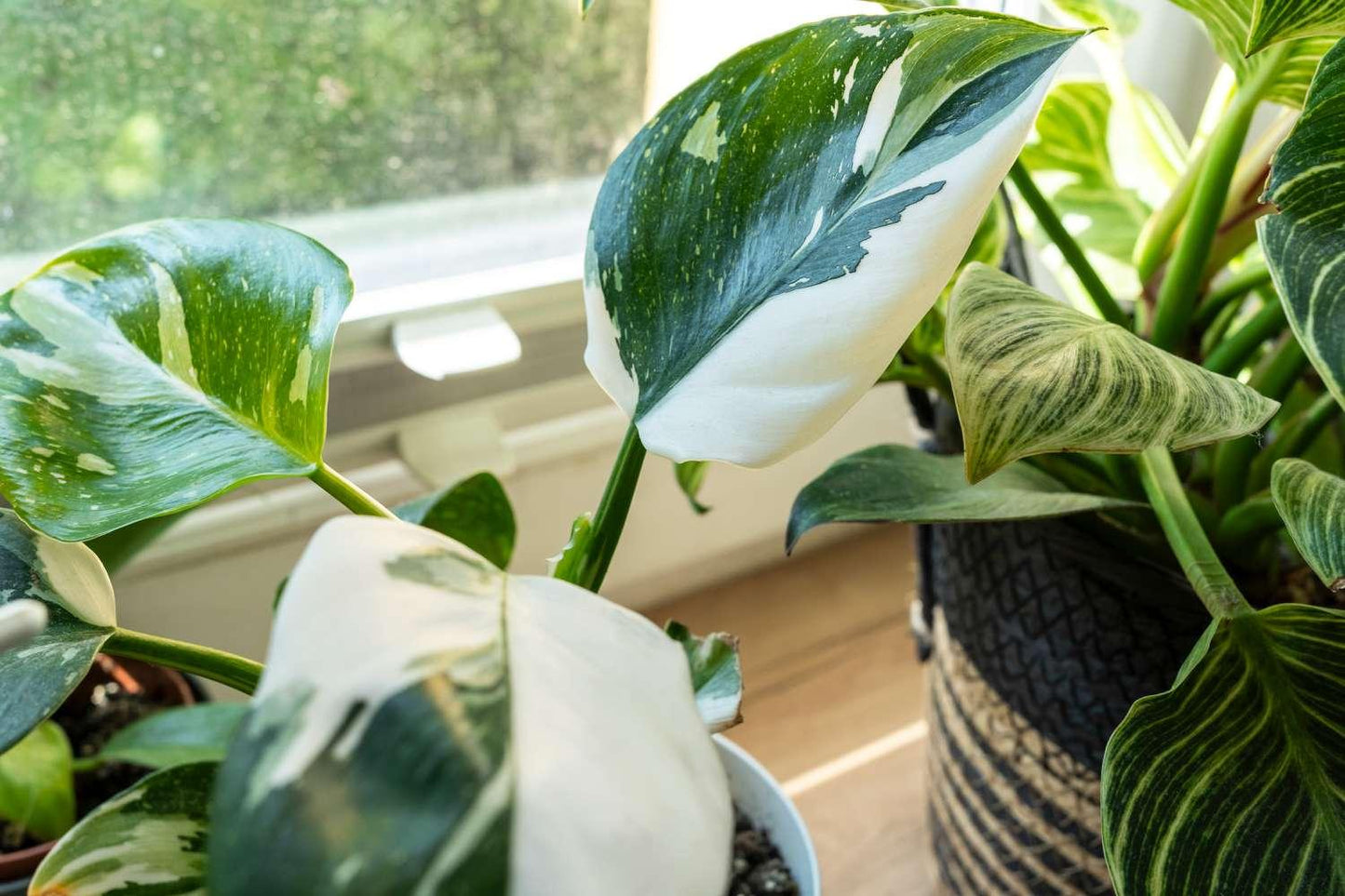 Philodendron 'white Princess' - View 24 from www redcrocus com
