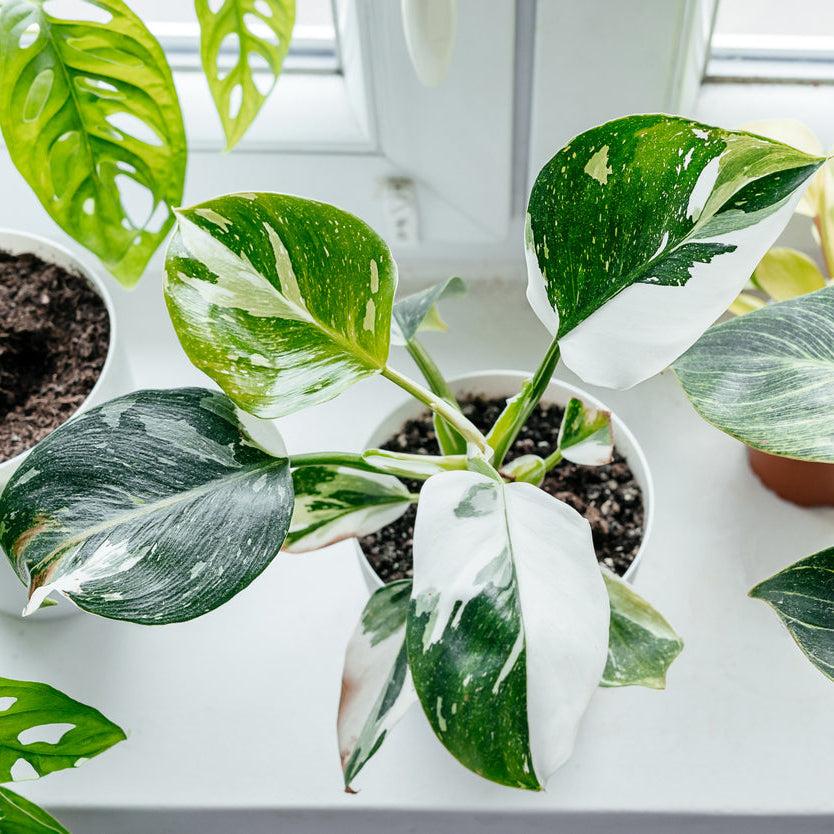Philodendron 'white Princess' - View 25 from www redcrocus com