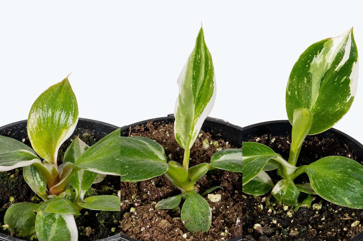 Philodendron 'white Princess' - View 28 from www redcrocus com