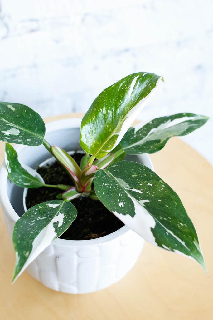 Philodendron 'white Princess' - View 29 from www redcrocus com