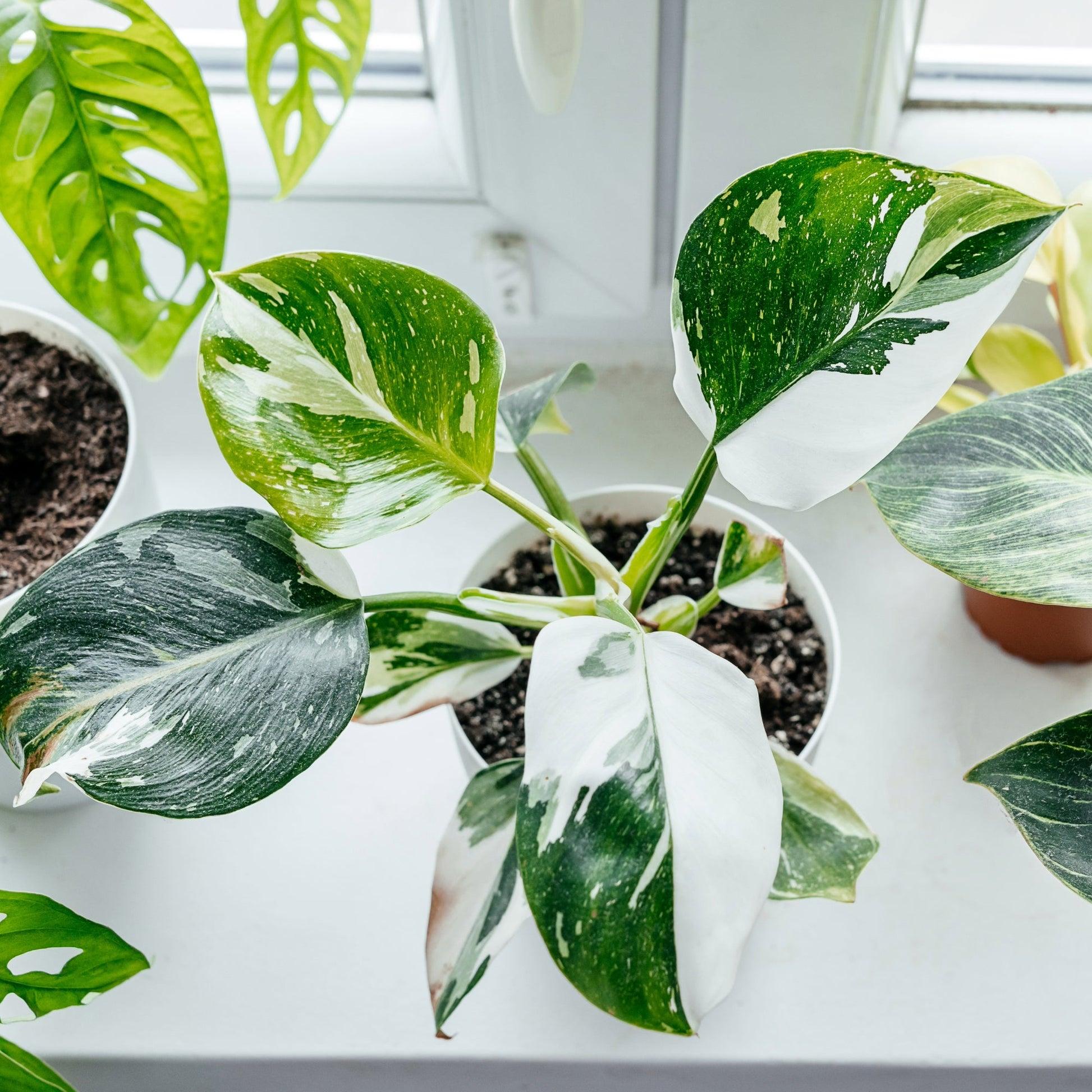Philodendron 'white Princess' - View 2 from www redcrocus com