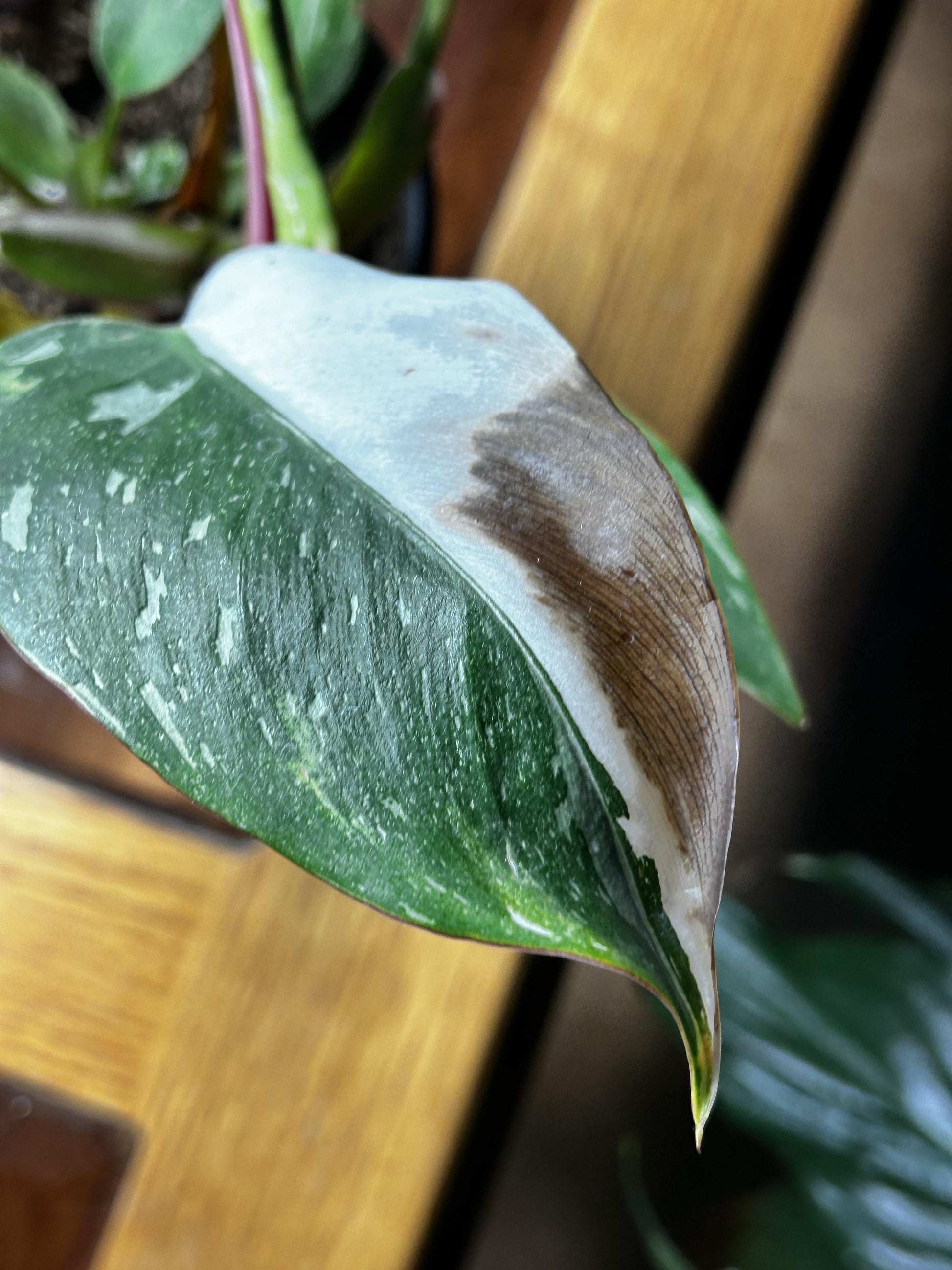 Philodendron 'white Princess' - View 31 from www redcrocus com