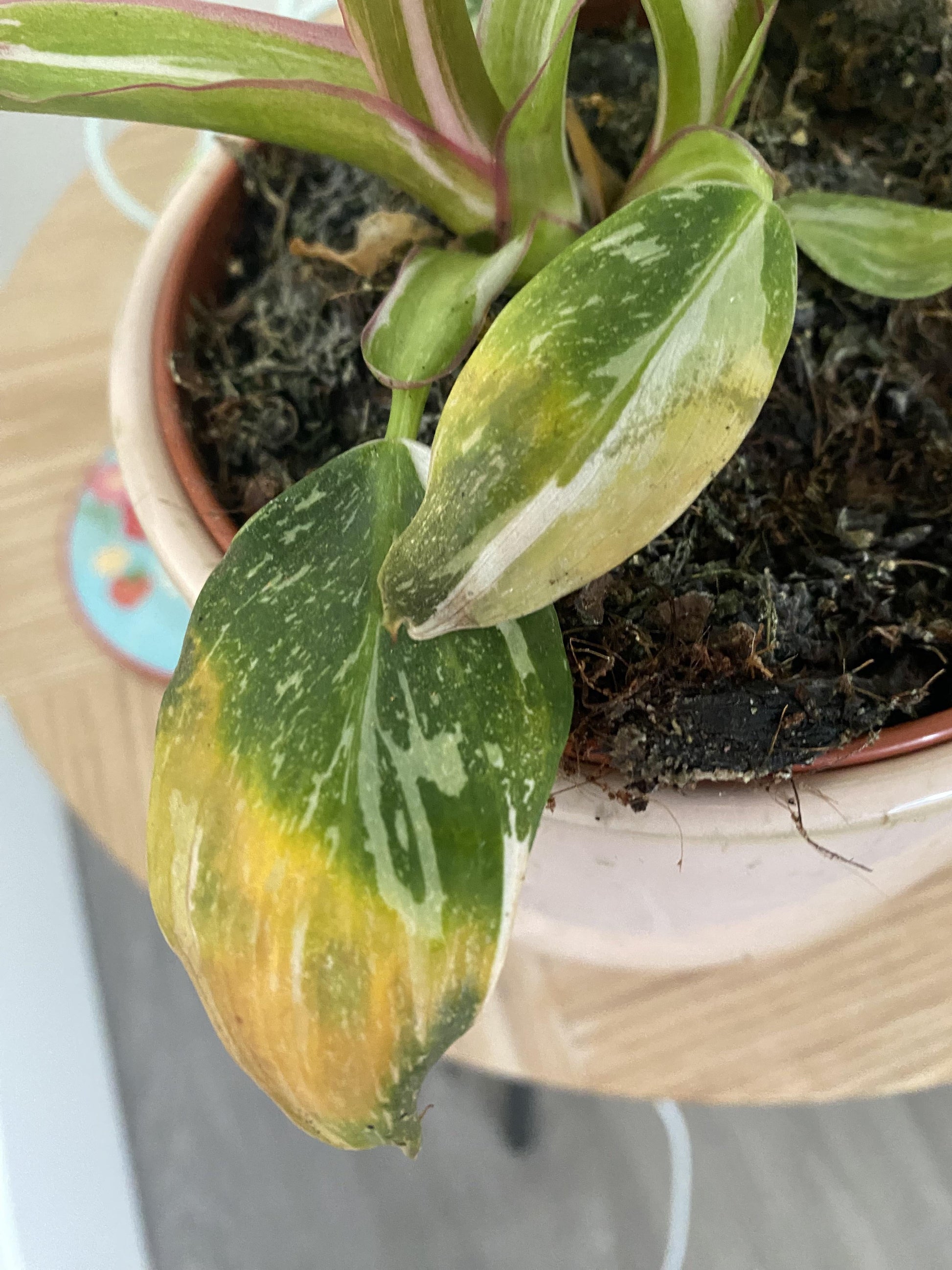 Philodendron 'white Princess' - View 32 from www redcrocus com