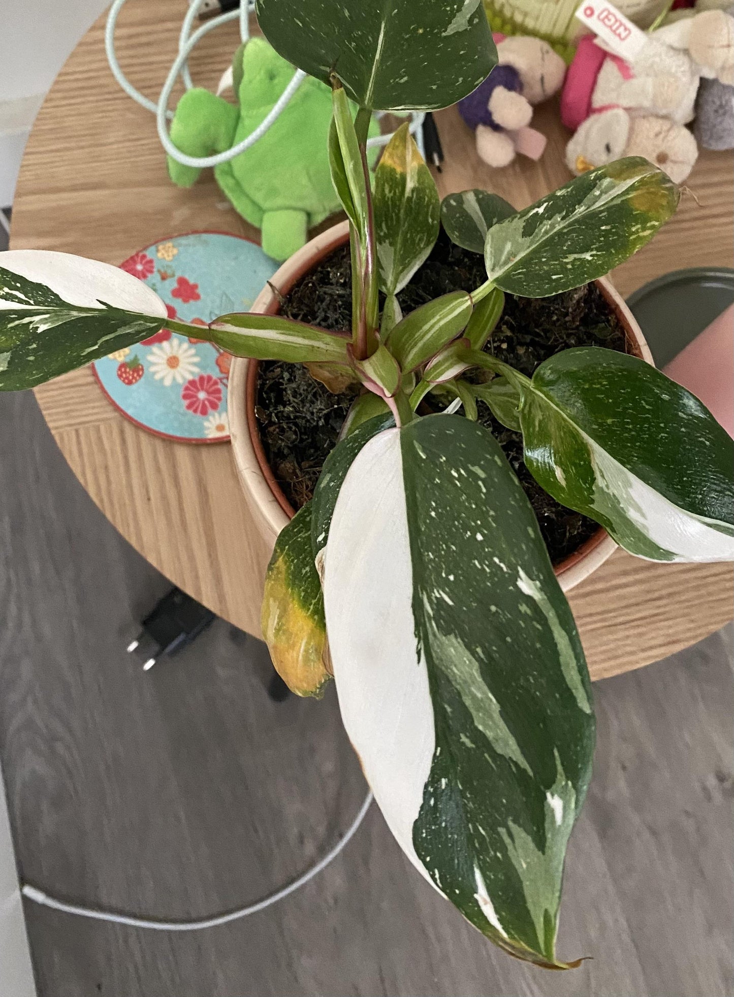 Philodendron 'white Princess' - View 33 from www redcrocus com
