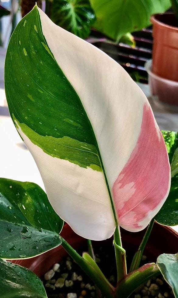 Philodendron 'white Princess' - View 35 from www redcrocus com