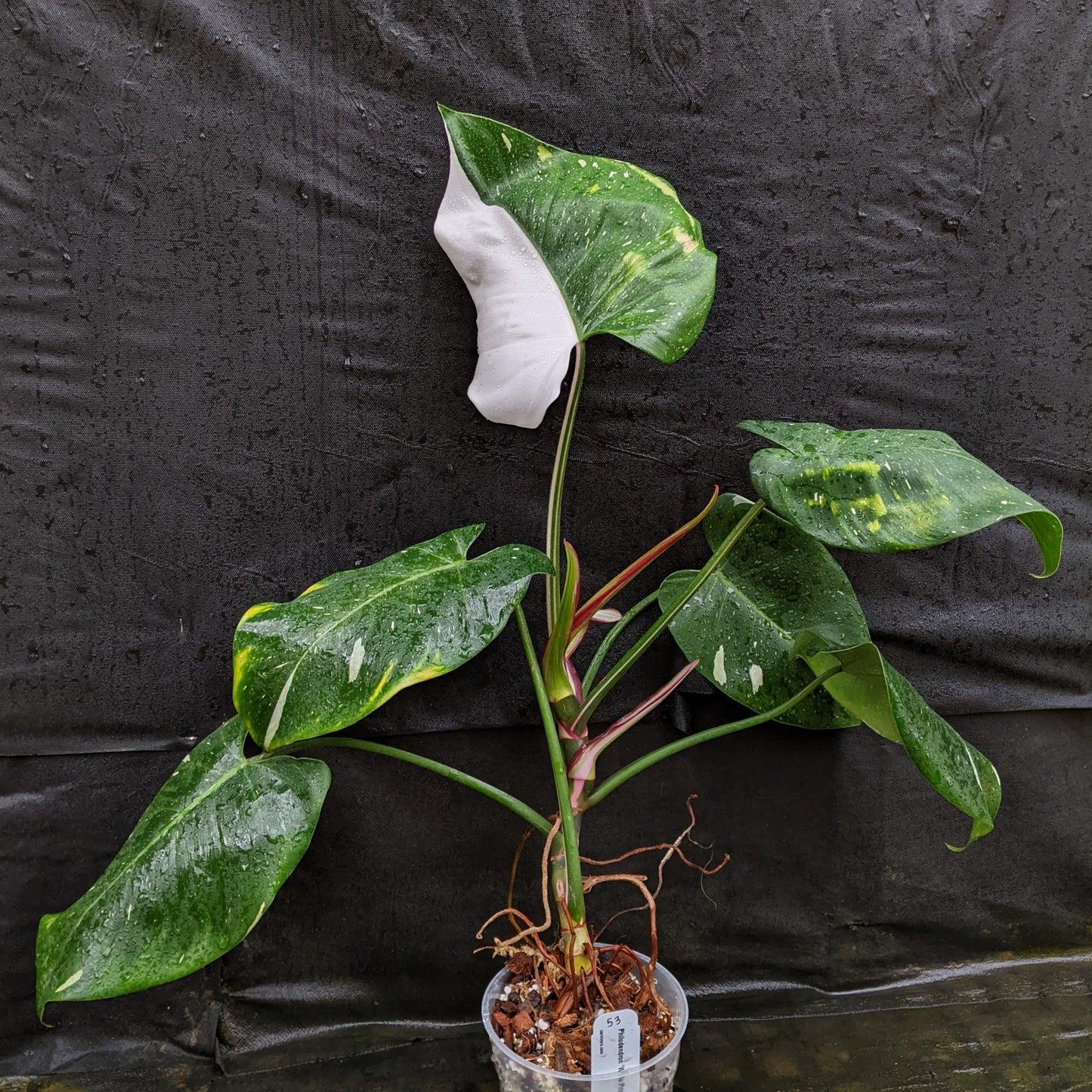 Philodendron 'white Princess' - View 5 from www redcrocus com