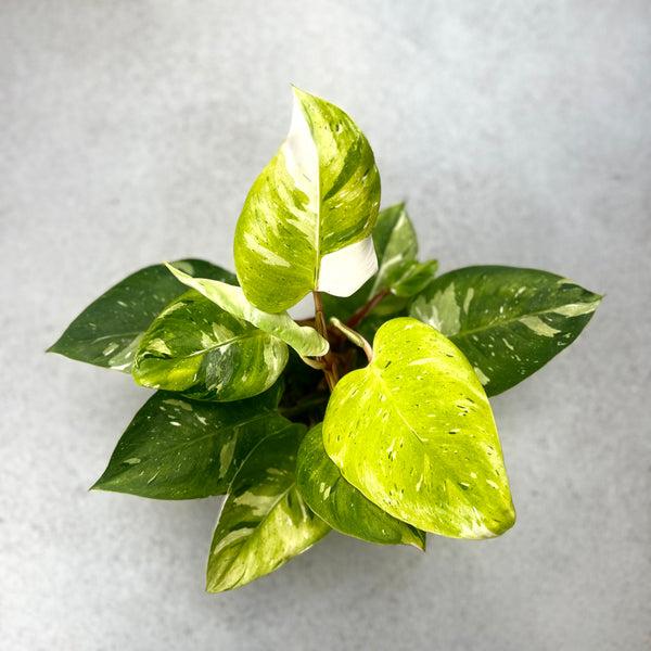 Philodendron 'white Princess' - View 8 from www redcrocus com