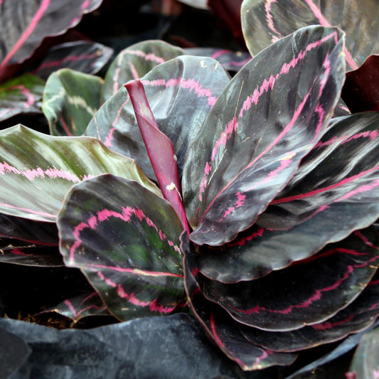 Calathea Dottie - View 10 from www redcrocus com