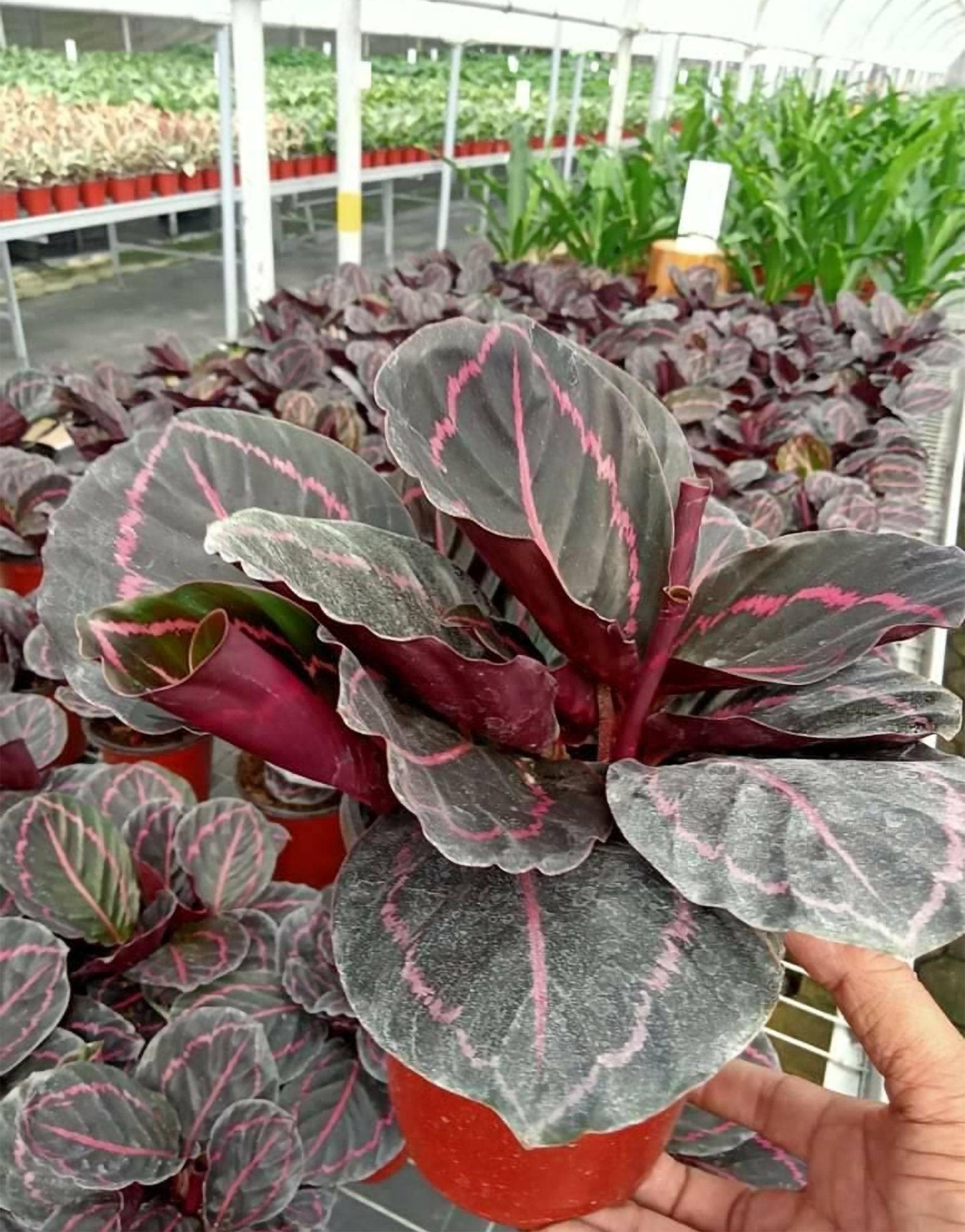 Calathea Dottie - View 11 from www redcrocus com