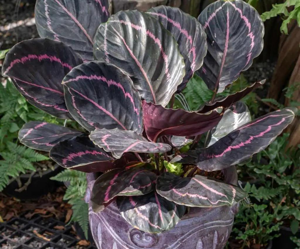 Calathea Dottie - View 12 from www redcrocus com