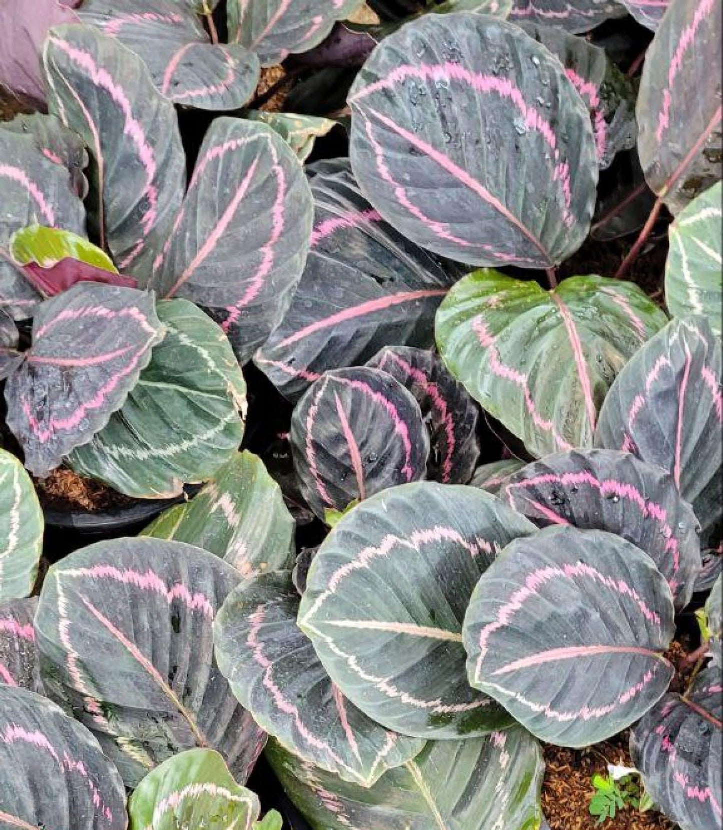 Calathea Dottie - View 16 from www redcrocus com