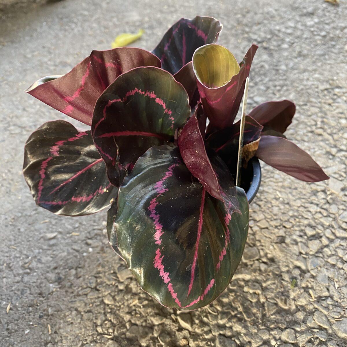Calathea Dottie - View 17 from www redcrocus com