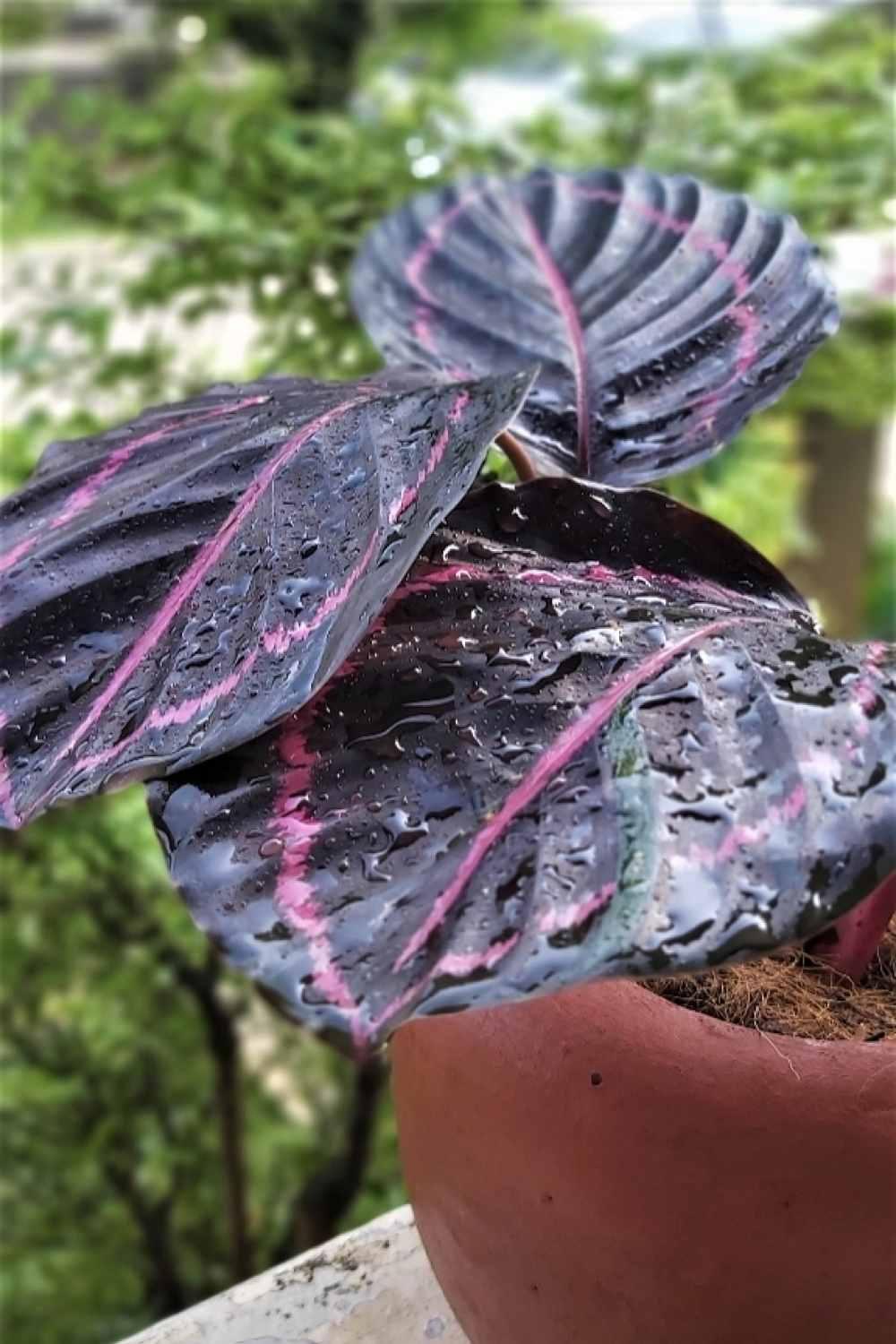 Calathea Dottie - View 18 from www redcrocus com
